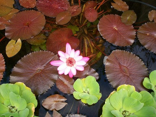 Waterlillies are the most useful plant in ponds, plenty of shade and ...